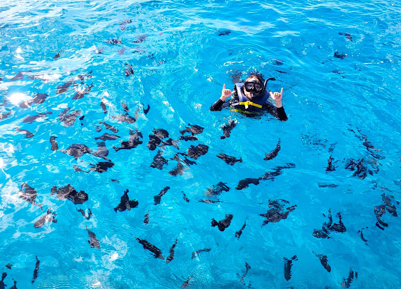 Waikiki Turtle Snorkeling Tour 