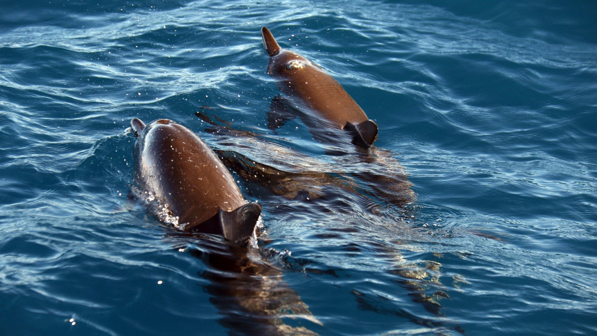Waikiki Sunset Cruise  