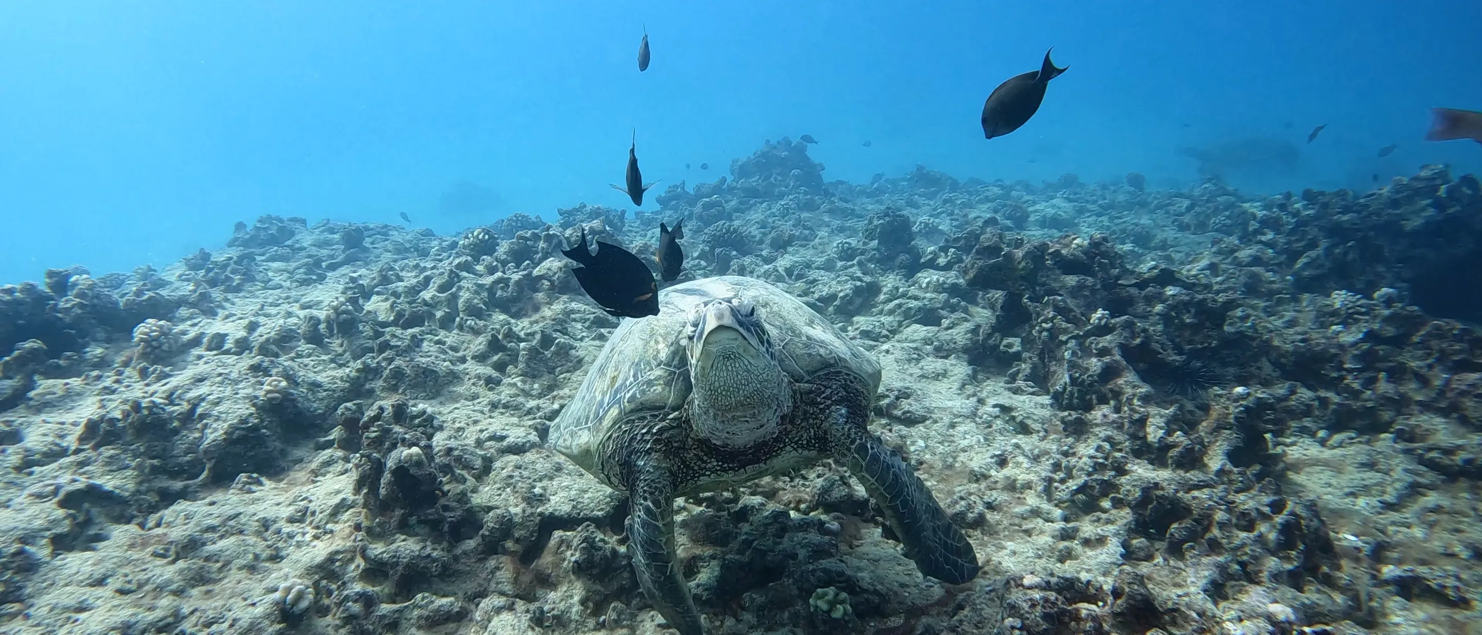 Green sea turtle over the reef off Waikiki