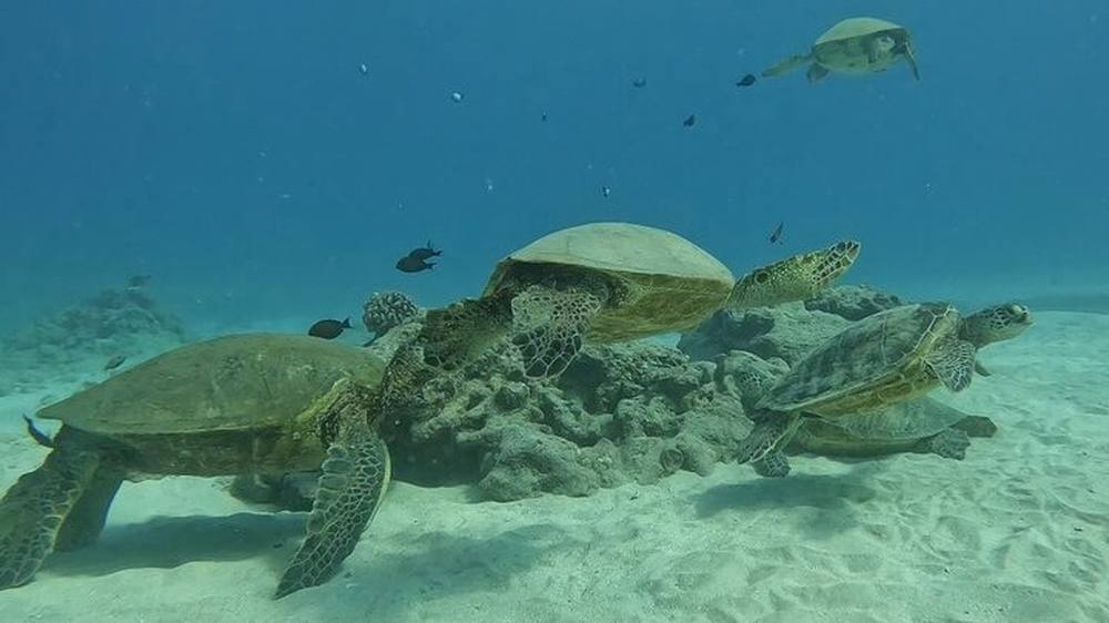 100% turtle guarantee snorkeling